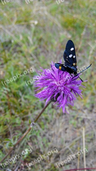 Butterfly Flower Purple Meadow Summer