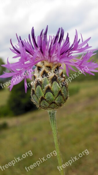 Nature Plant Meadow Plants Flower