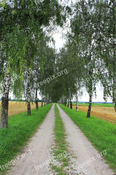 Avenue Birch Avenue Away Nature Walk