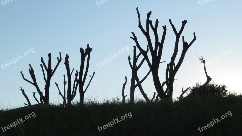 Aesthetic Tree Nature Branches Tribe