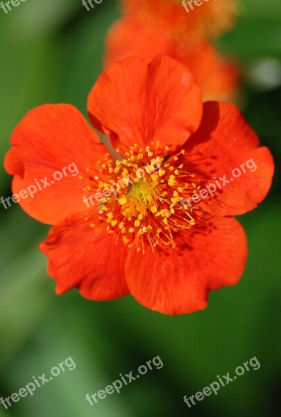 Japonica Red Flower Spring Japanese