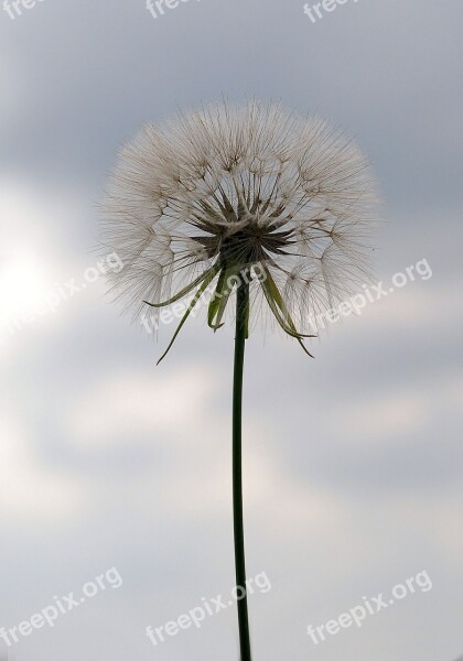 Dandelion Seeds Nature Weed Blow