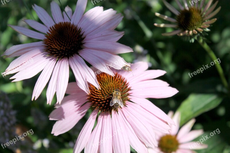 Coneflower Insect Summer Blossom Bloom