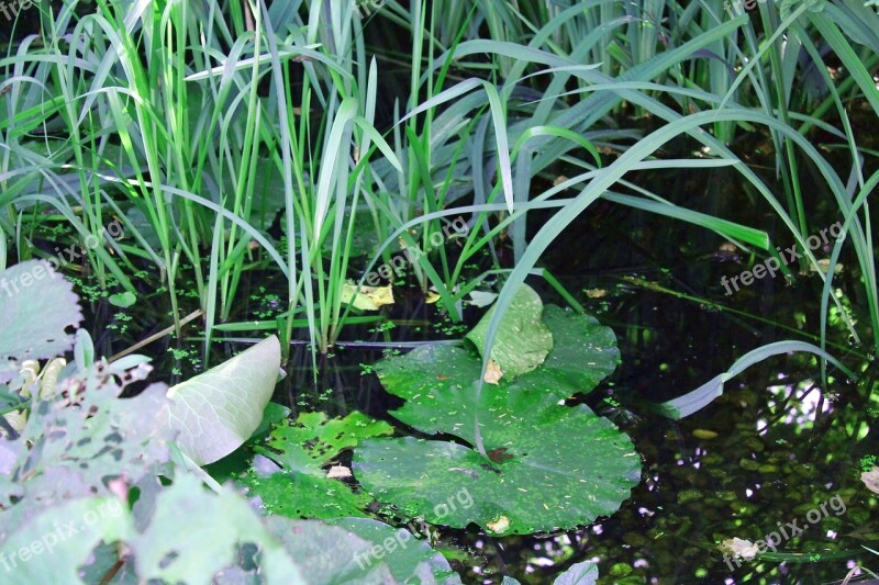 Biotope Pond Lake Rose Aquatic Plants Garden