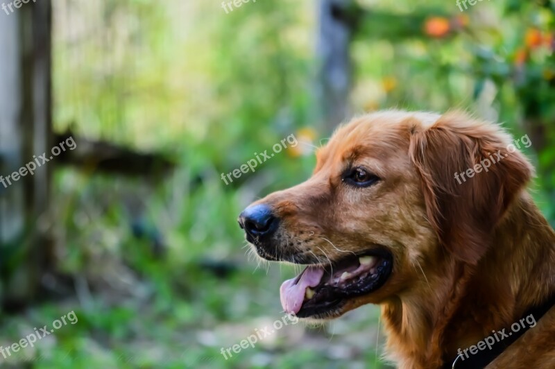 Golden Retriever Dog Pet Animal Canine