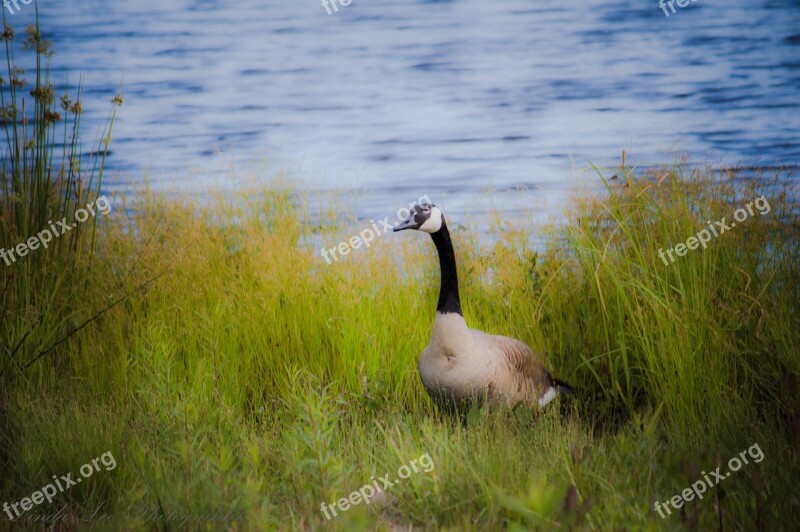 Goose Bird Animal Nature Wildlife