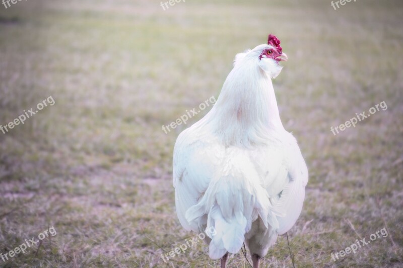 Rooster Farm Chicken Animal Poultry