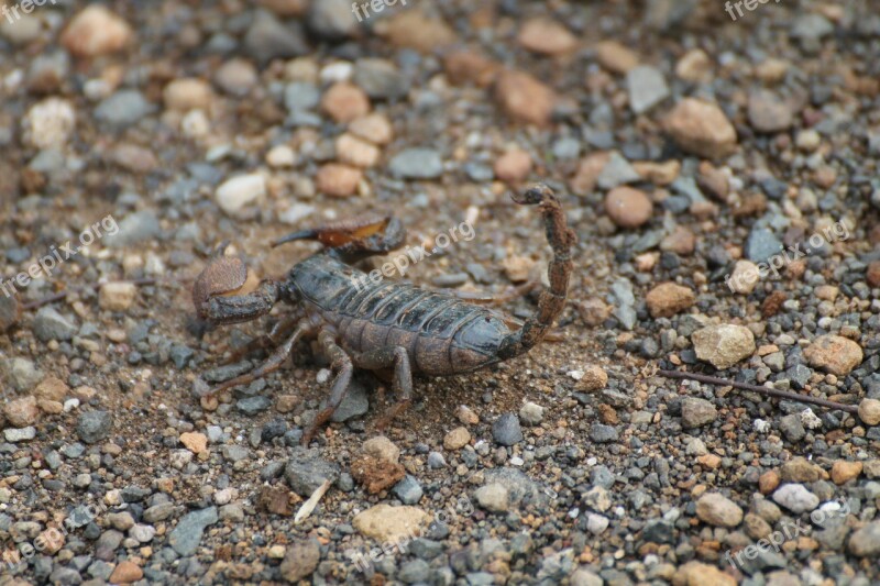 Scorpion Insects Africa Nature Free Photos