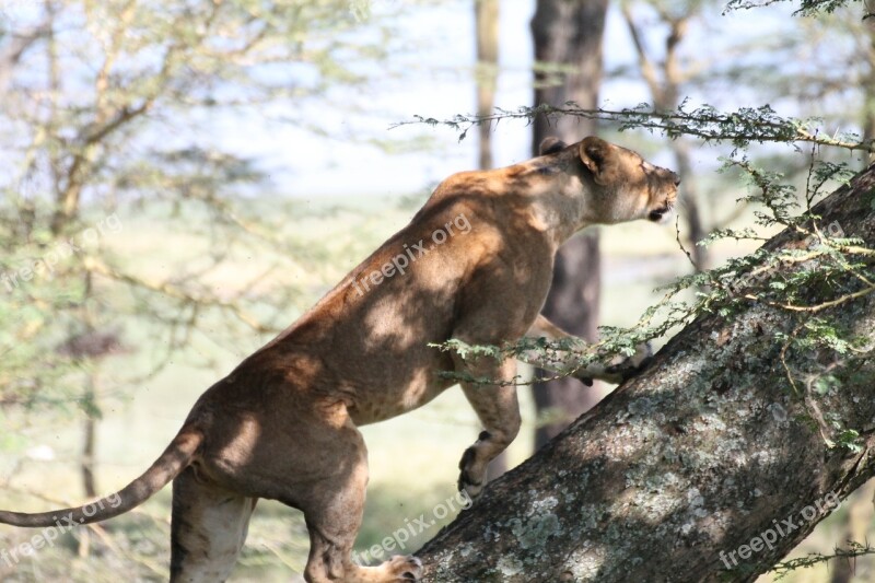 Leone Africa Fauna Animals Landscape