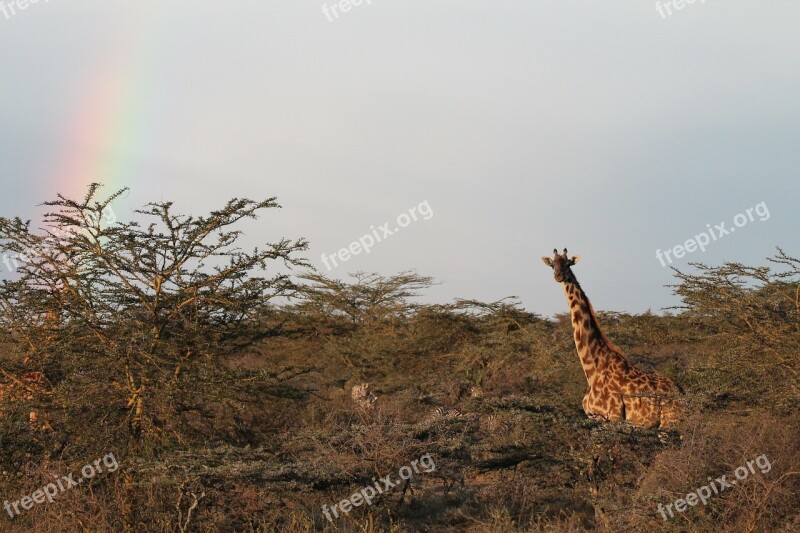 Giraffe Africa Nature Landscape Free Photos