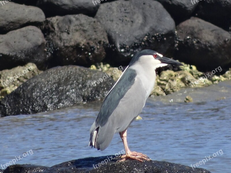 Night Heron Heron Auku'u Water Bird Sea