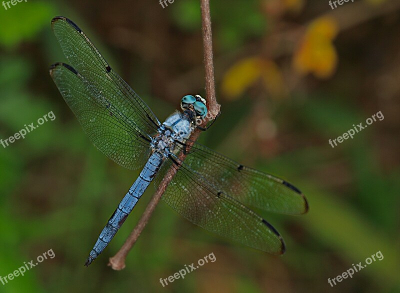 Dragonfly Insect Animal Wing Nature