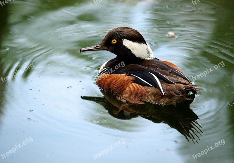 Duck Animal Bird Nature Wildlife