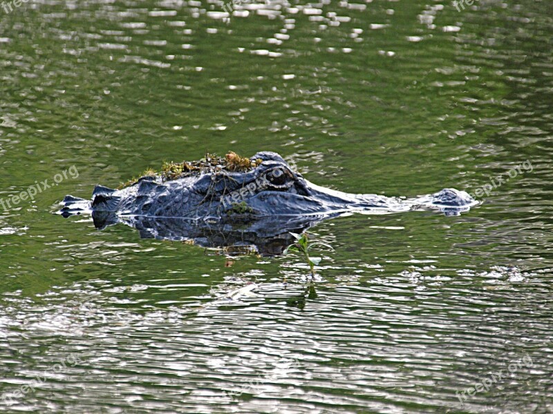 Alligator Animal Crocodile Wildlife Nature