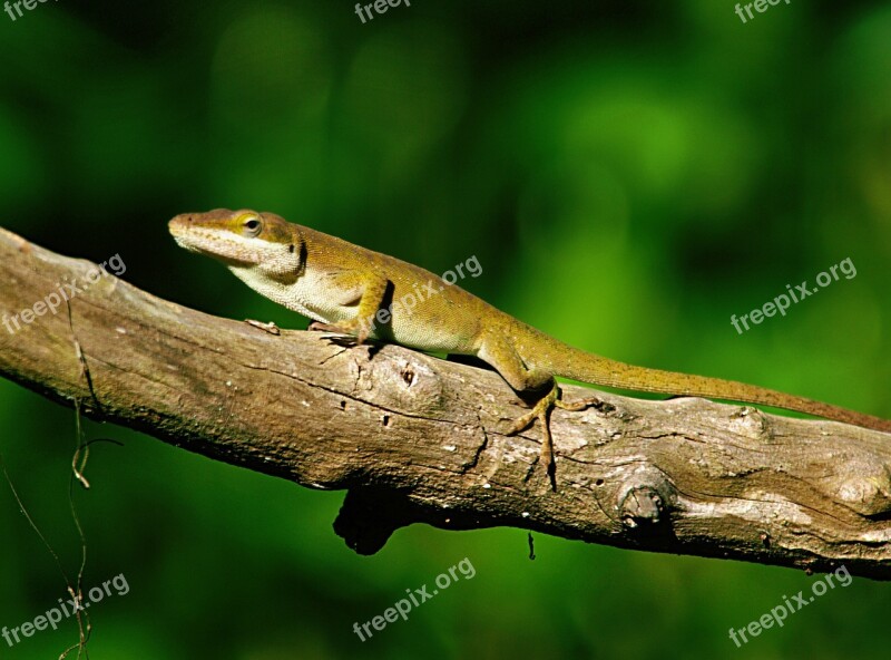 Lizard Animal Reptile Creature Green