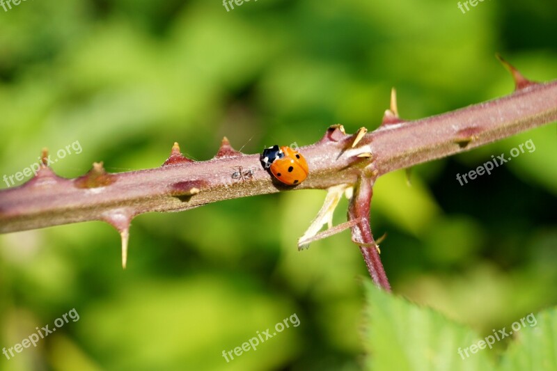 Ladybug Thorns Green Animal Creature