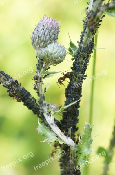 Aphids Thistle Lice Infestation Ill