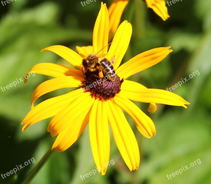 Coneflower Bee Nectar Flower Blossom