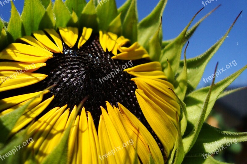 Sunflower Flower Summer Plant Bloom