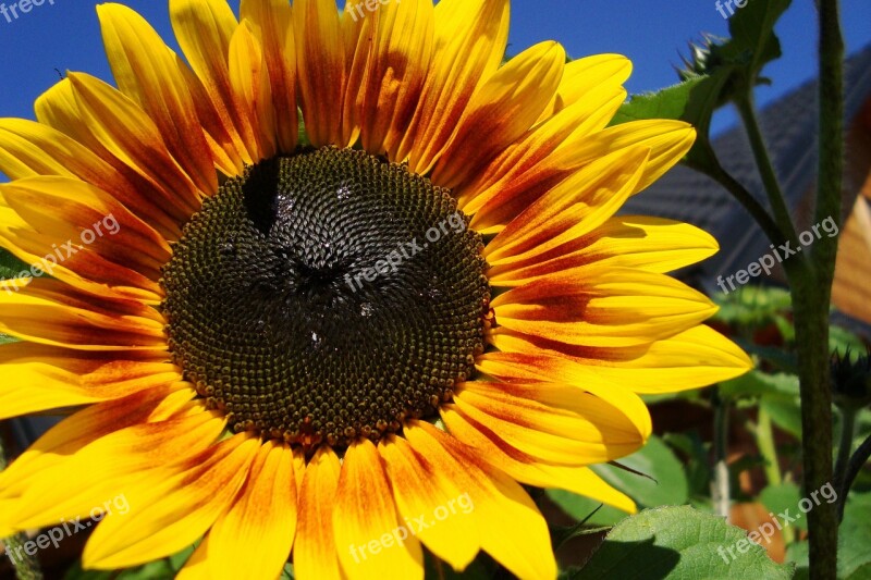 Sunflower Plant Flower Bloom Garden