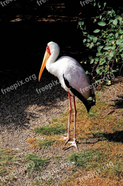 Bird Plumage Glutton Animal Portrait Feather