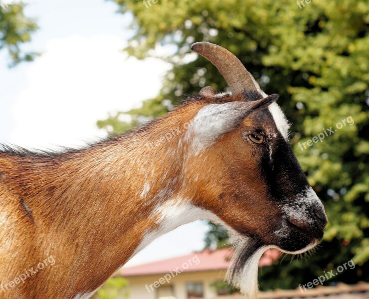 Billy Goat Goatee Goat Pet Horns