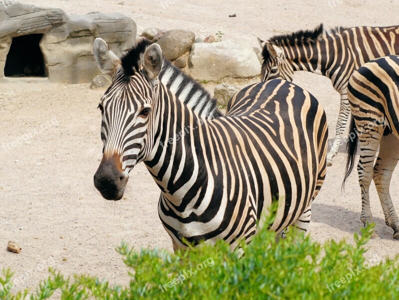 Zebra Striped Black And White Zoo Head