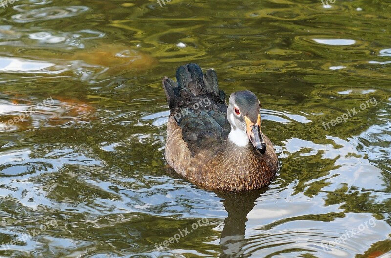 Mallard Duck Water Bird Plumage Pond