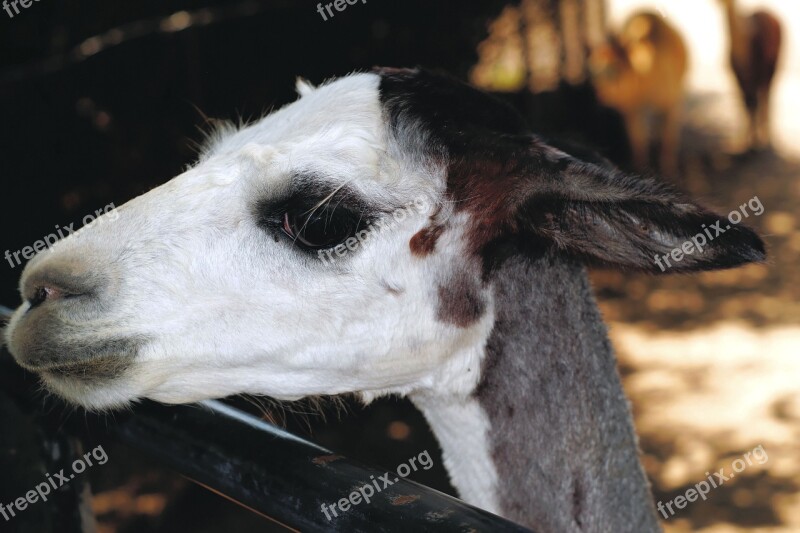 Alpaca Face Furry Head White