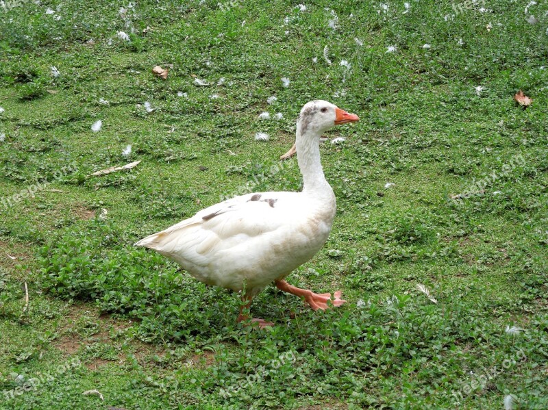 Goose Duck Bird Free Photos