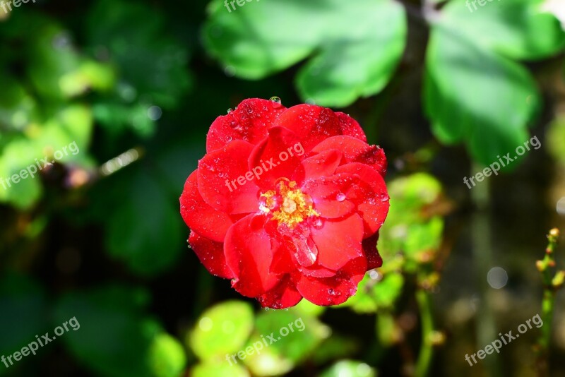 Rose Red Drops Of Water Rain Flower