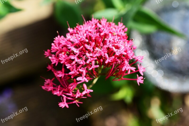 Valerian Heliotrope Red Wild Perennial