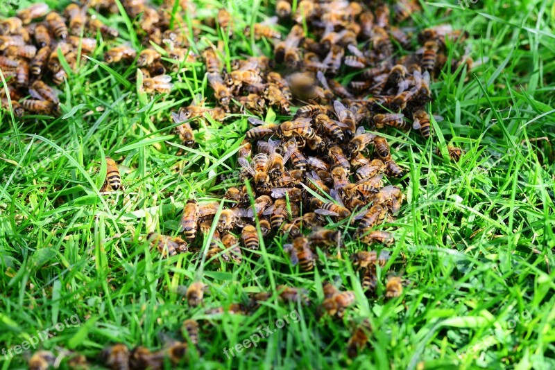 Honey Bees Bees Grass Lawn Close-up