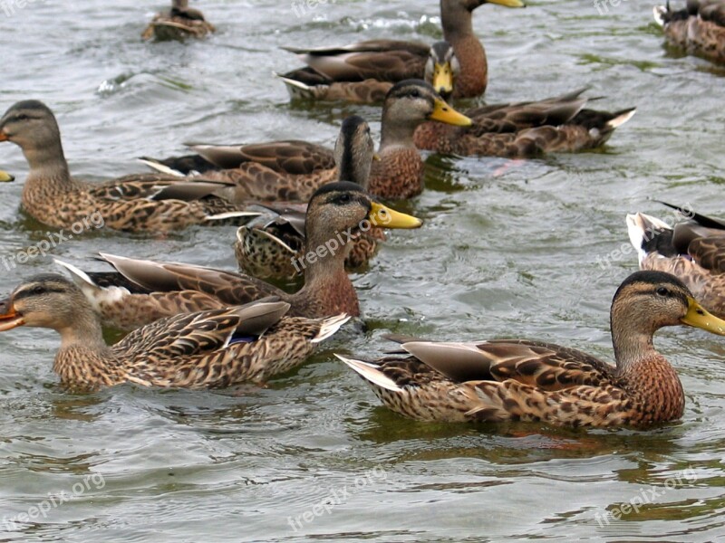 Ducks Birds Wild Ducks Free Photos