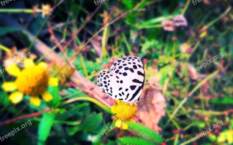 Butterfly Flower Nature Insect Wildlife