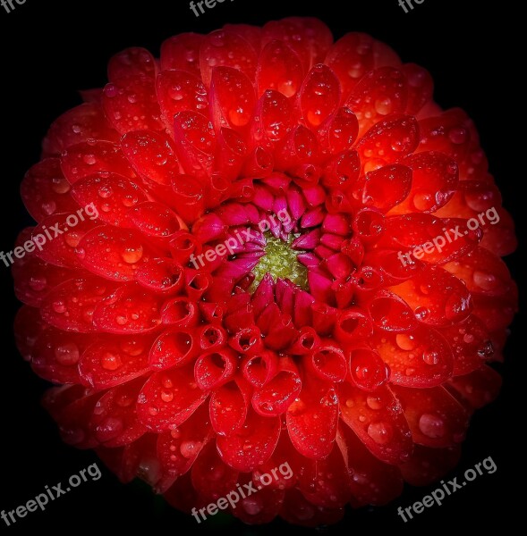 Dahlia Red Flower Closeup Close-up