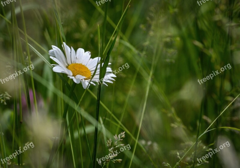 Marguerite Daisy Meadow Flower White