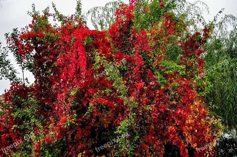 Convolvulus Bush Colorful Tree Nature