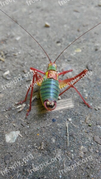 Tractor Grasshopper Nature Forest Insect Jump