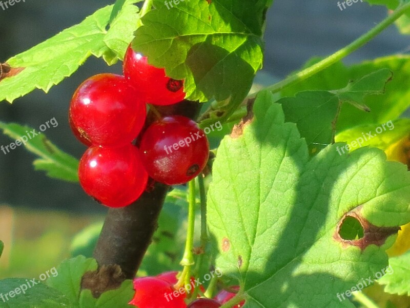 Currant Red Berries Fruit Plant