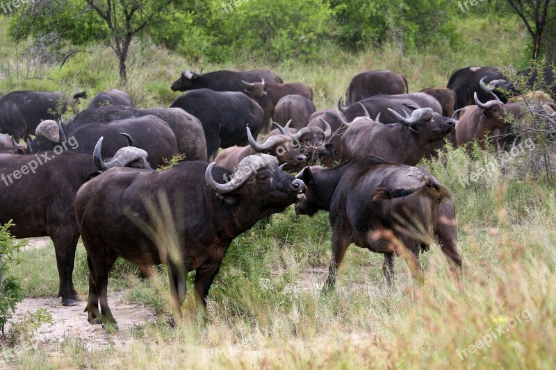 Buffalos Herd Kruger National Park Cape Buffalo Wild