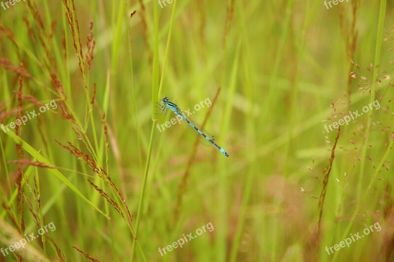 Dragonfly Nature Grassland Blue Teal