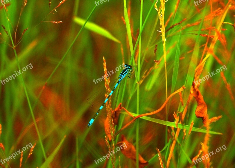 Dragonfly Nature Grassland Blue Teal