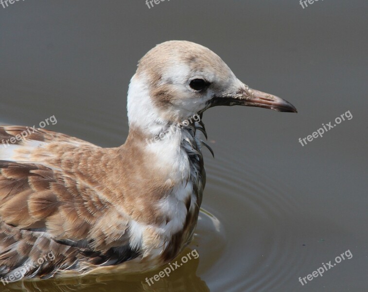 Black Headed Gull Seagull Chroicocephalus Ridibundus Larus Ridibundus Laridae