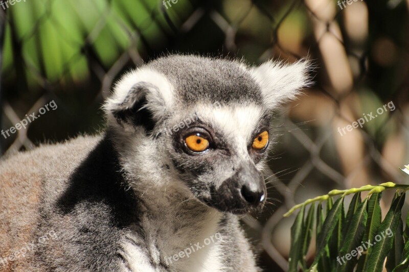 Lemur Animal Ring Tailed Lemur Lemur Catta Species Of Primate