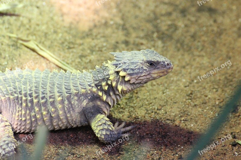 Girdled Lizard Cordylidae Belt Lizard Lizard Reptile