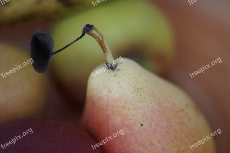 Pear Style Still Life Fruit Food