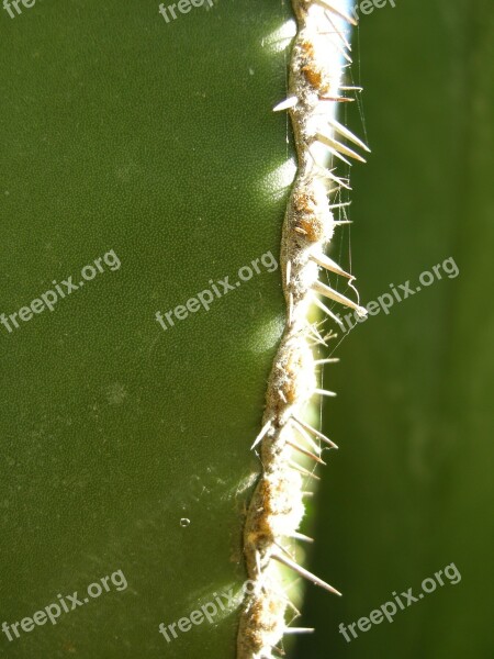 Cactus Spur Green Plant Prickly