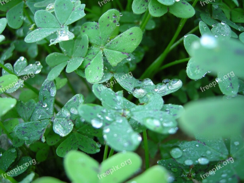 Klee Dewdrop Wet Green Shamrocks