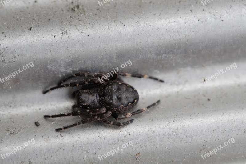 Spider Lurking Arachnid Macro Arachnida